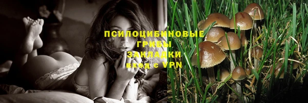 крисы Алзамай